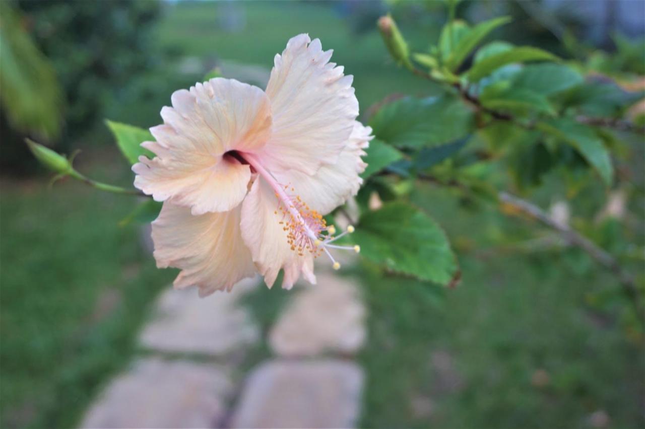 Lanka Beach Boutique Bungalows & Grand Villa Tangalle Dış mekan fotoğraf